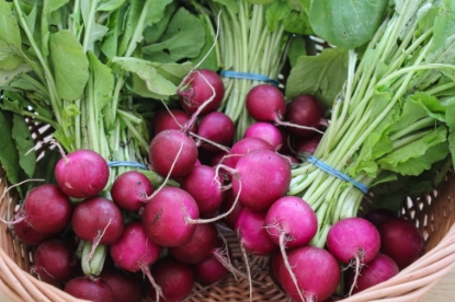 Picture of Radish Bacchus F1